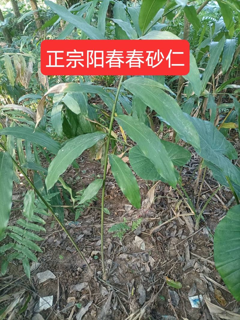 正宗阳春现挖春砂仁鲜根