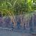 福建漳州紫寒竹自家园圃常年有货木架发货免受挤