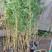 福建漳州紫寒竹自家园圃常年有货木架发货免受挤