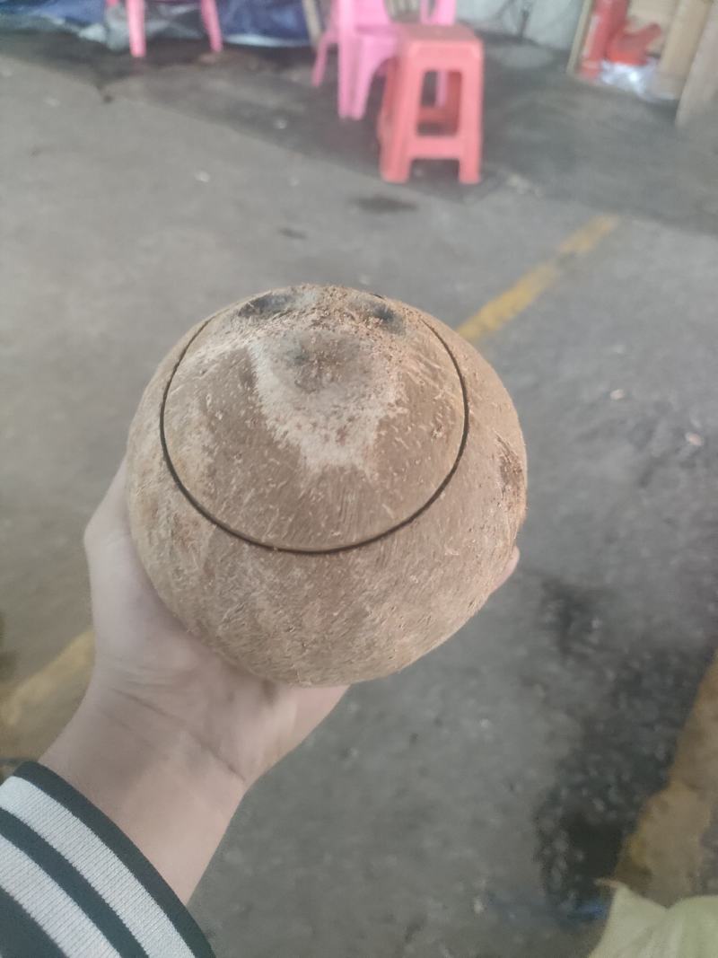 开口老椰子