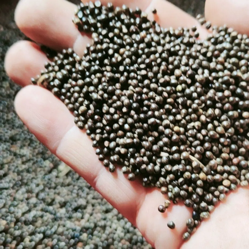 小叶红皮千斤拔种子长期供货品质保证价格实惠