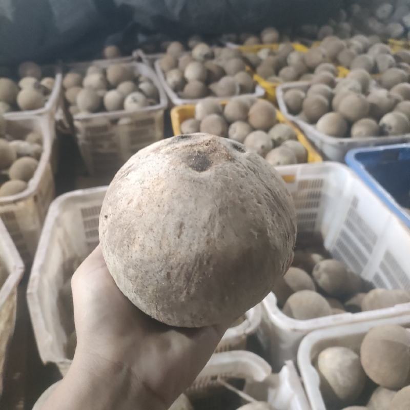 开口老椰子
