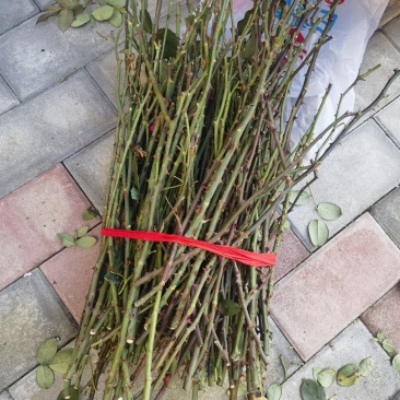 嫁接树桩枝条粉扇菲扇