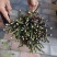嫁接树桩枝条粉扇菲扇