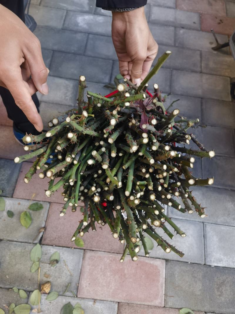 嫁接树桩枝条粉扇菲扇