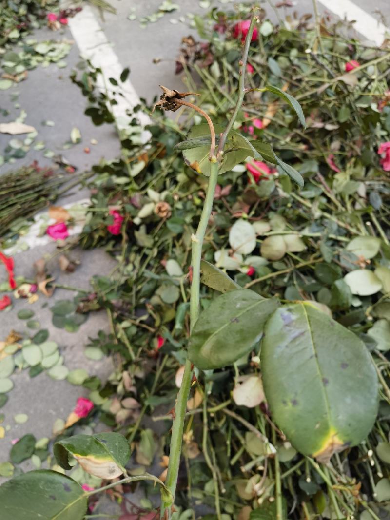 嫁接树桩枝条粉扇菲扇