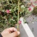 嫁接树桩枝条粉扇菲扇