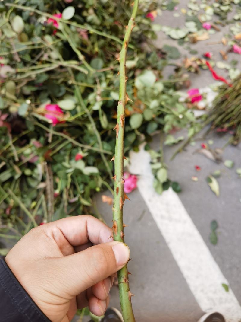嫁接树桩枝条粉扇菲扇