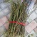 嫁接树桩枝条粉扇菲扇