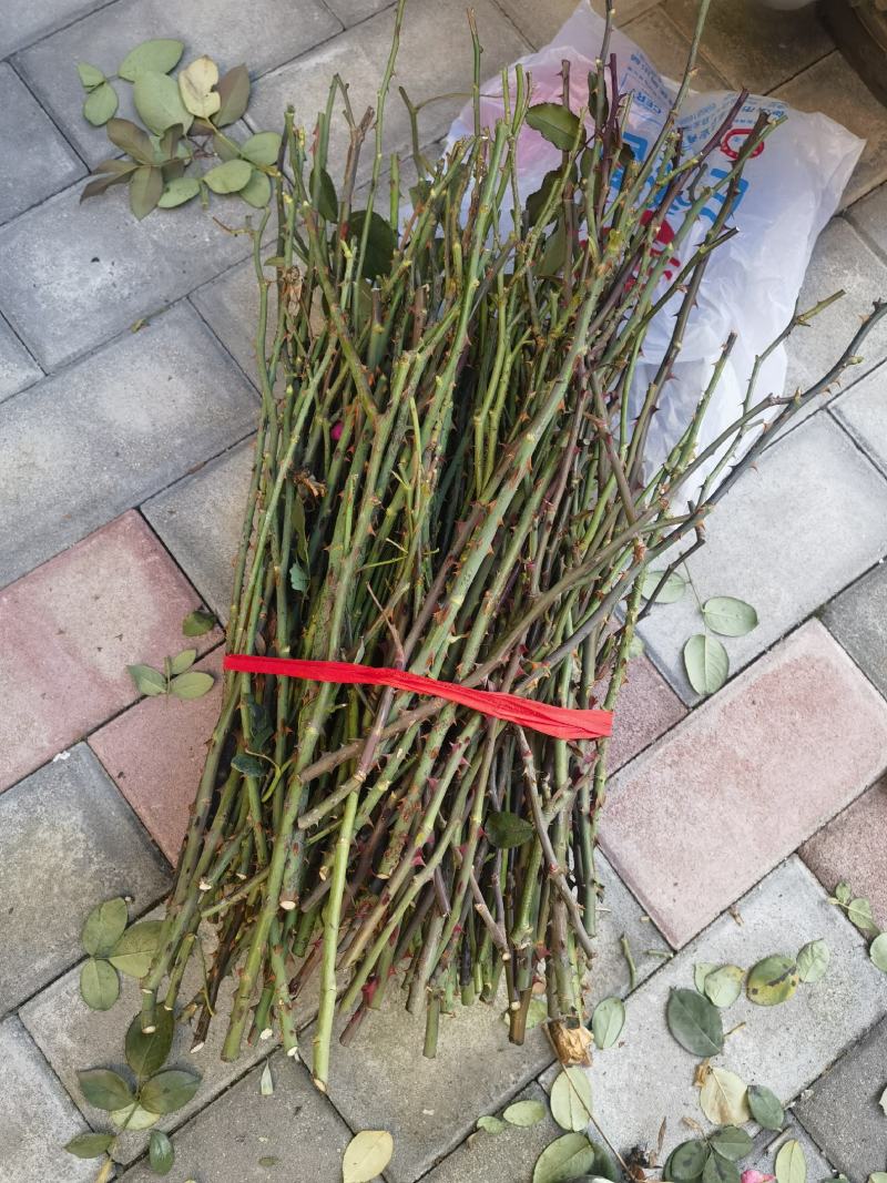 嫁接树桩枝条粉扇菲扇