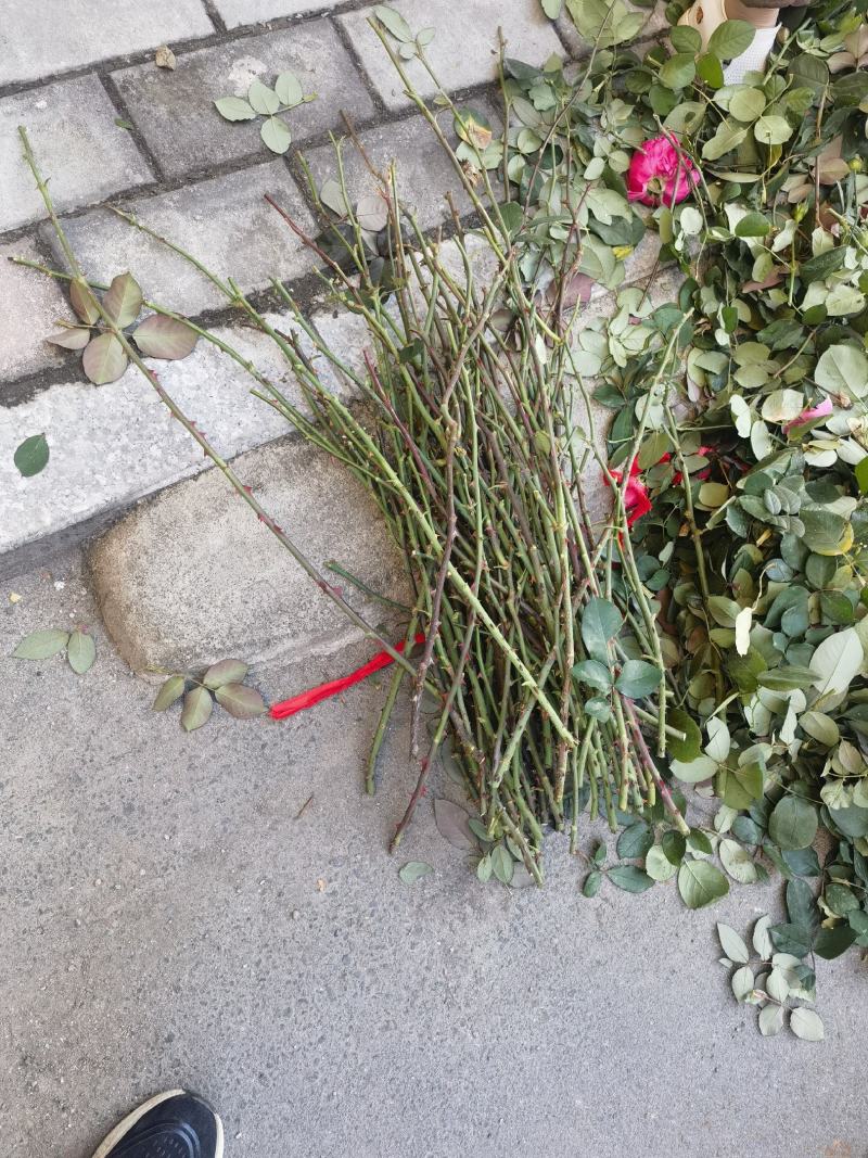 嫁接树桩枝条粉扇菲扇
