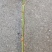 嫁接树桩枝条粉扇菲扇