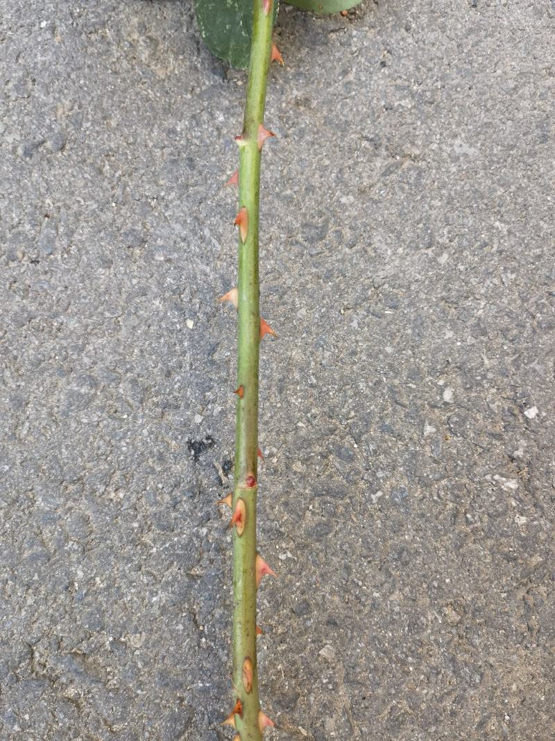 嫁接树桩枝条粉扇菲扇