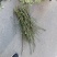 嫁接树桩枝条粉扇菲扇
