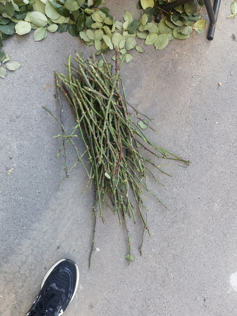 嫁接树桩枝条粉扇菲扇