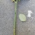 嫁接树桩枝条粉扇菲扇