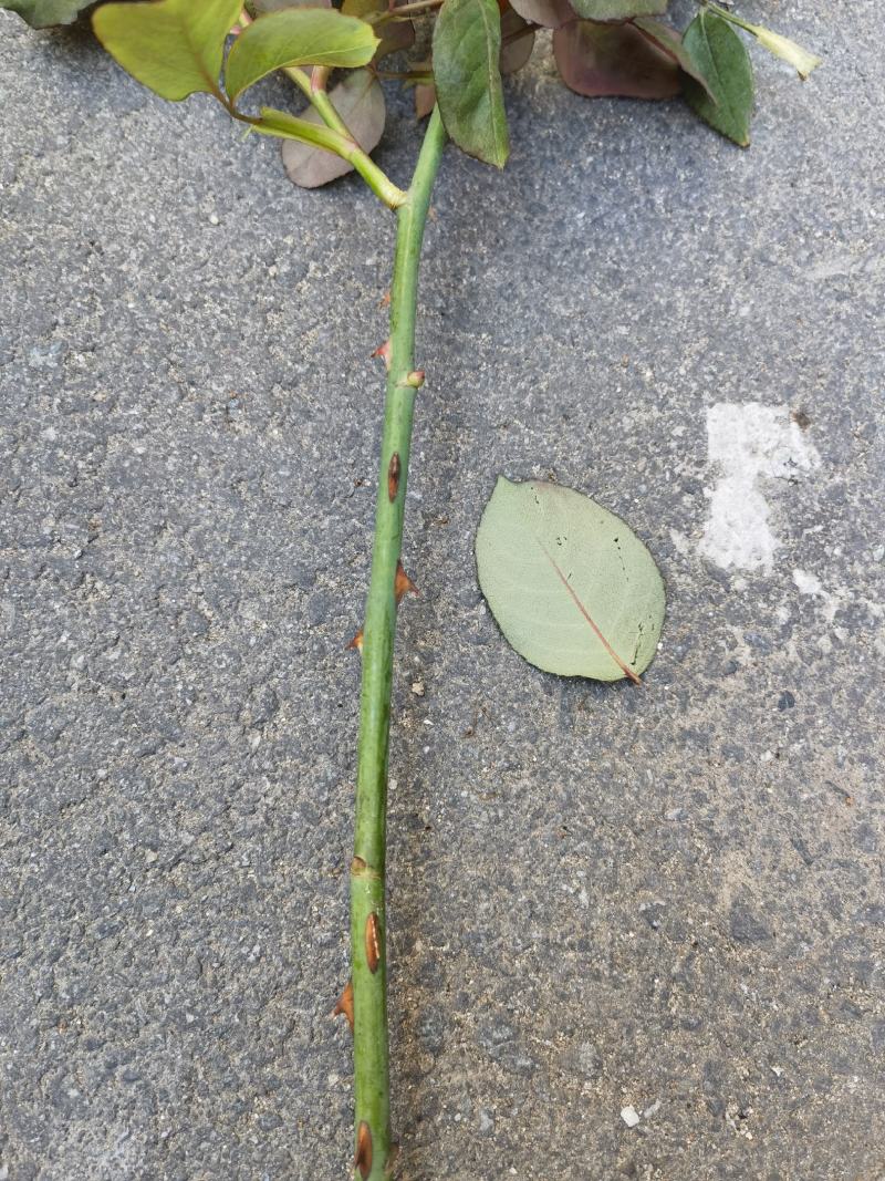 嫁接树桩枝条粉扇菲扇