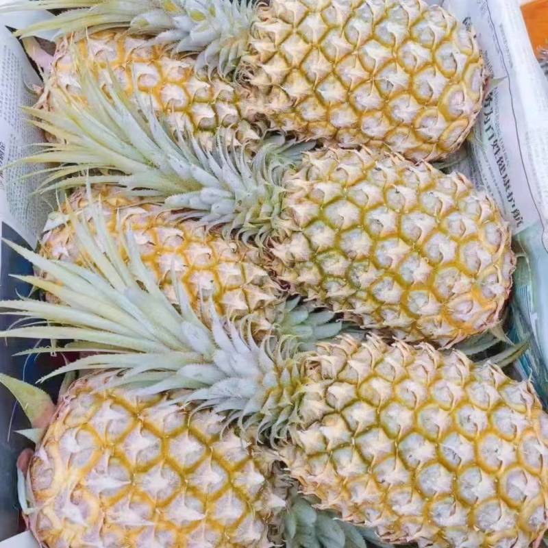 精品菠萝货源充足量大从优欢迎老板选购可视频