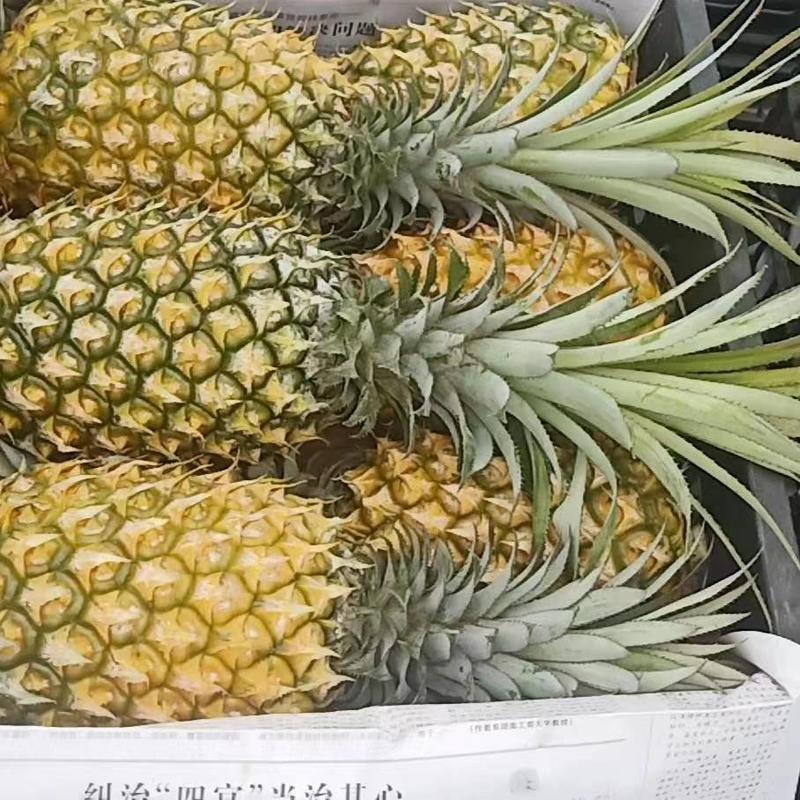 广东优质菠萝口感香甜货源充足量大从优欢迎老板选购