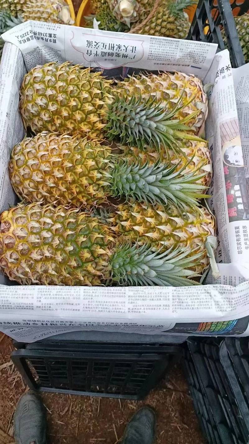 广东优质菠萝口感香甜货源充足量大从优欢迎老板选购