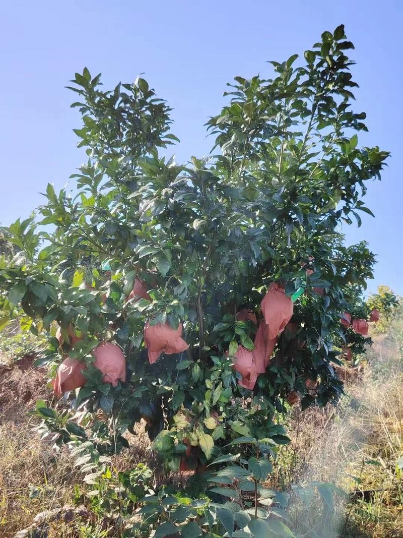 新鲜马家柚果园直采绿色马家柚孕妇可食用一个3斤以上