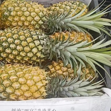 菠萝货源充足基地直发量大从优欢迎老板选购可视频