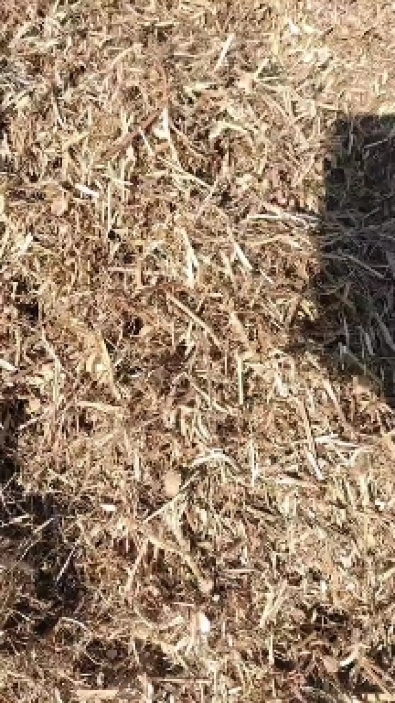 【全年实力供货】花生秧草料牛羊马驴食草动物优质草料产地直供