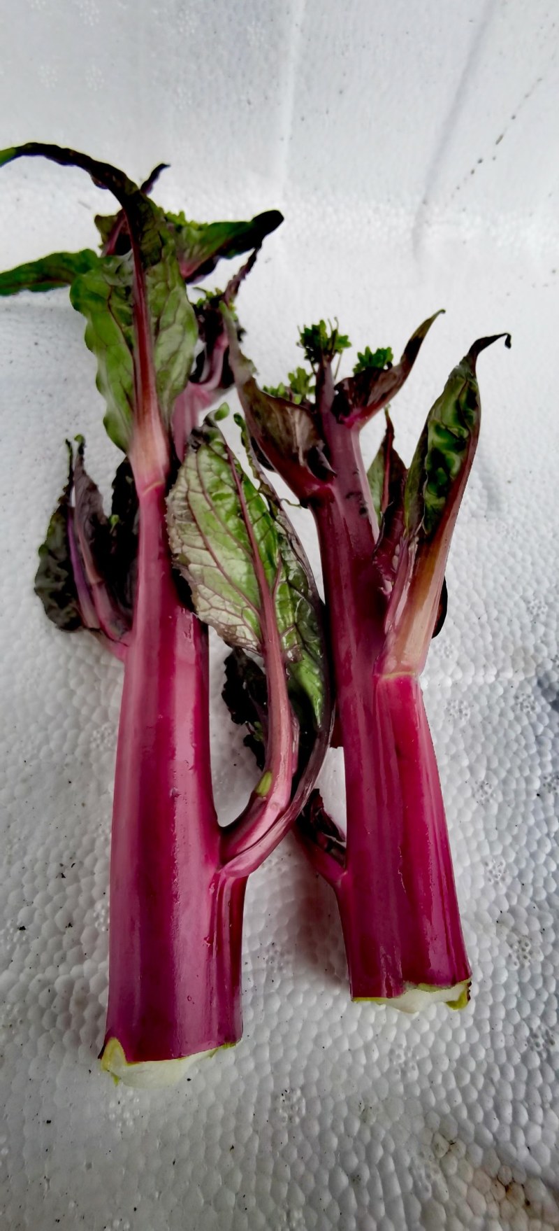 红菜苔