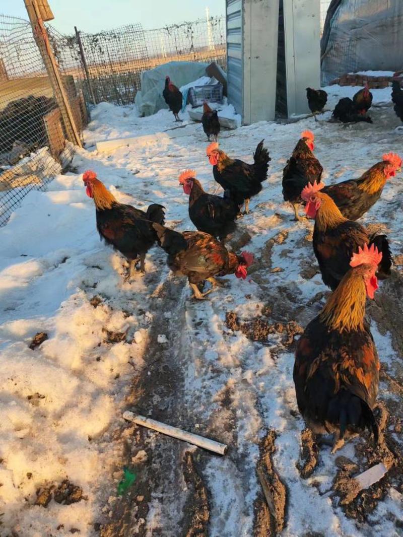 散养土公鸡，鸡在辽宁彰武县1000多只，均重5--6斤