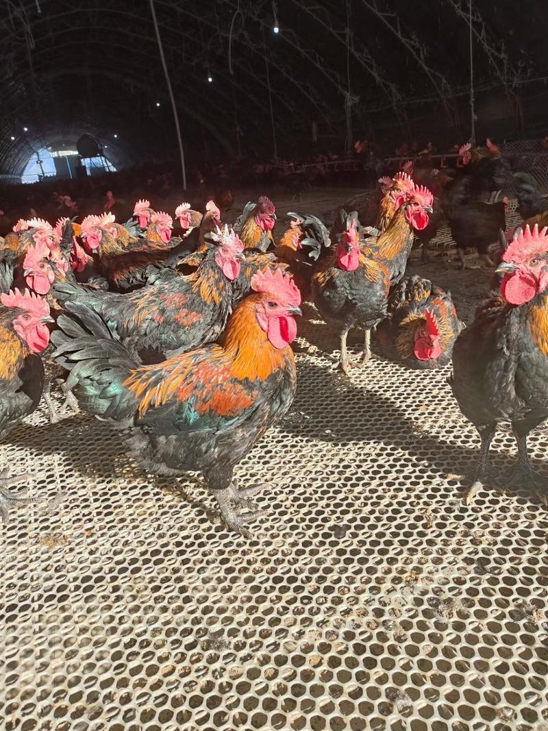 散养土公鸡，鸡在辽宁彰武县1000多只，均重5--6斤