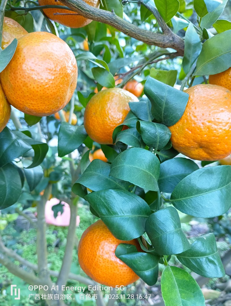 服务好每一果商是的宗旨和使命。