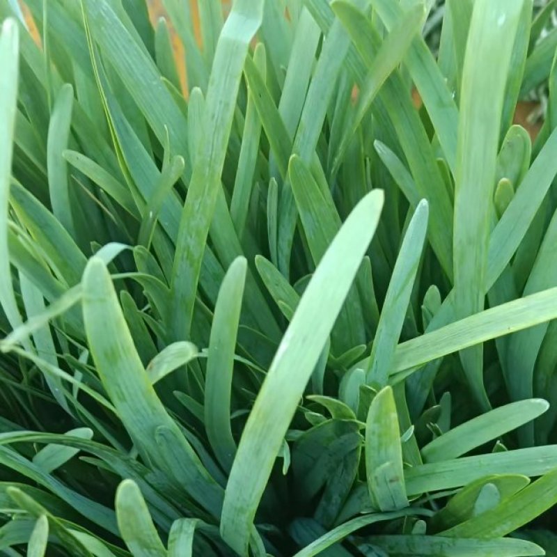精品韭菜，大棚韭菜，露天韭菜大量供应，代发全国各地