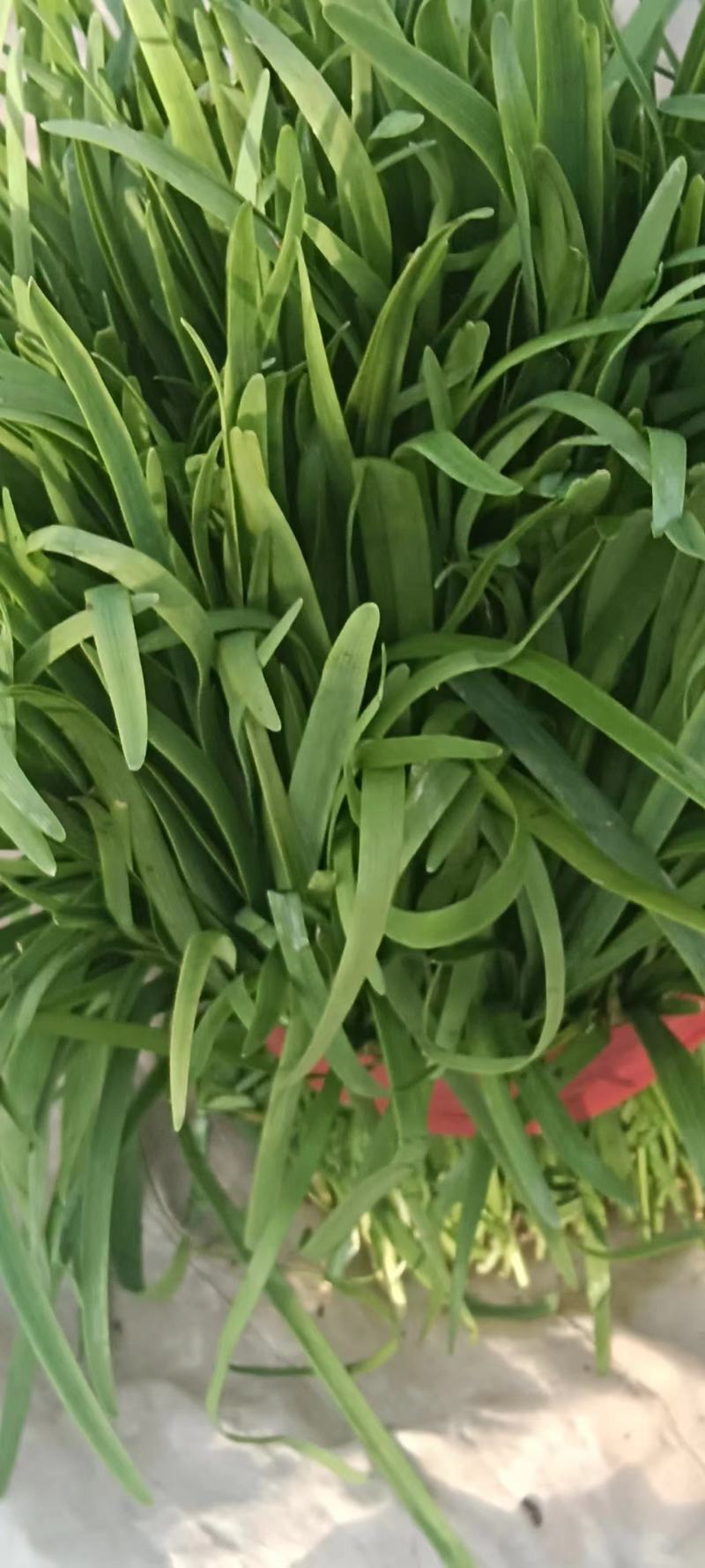 精品韭菜，大棚韭菜，露天韭菜大量供应，代发全国各地