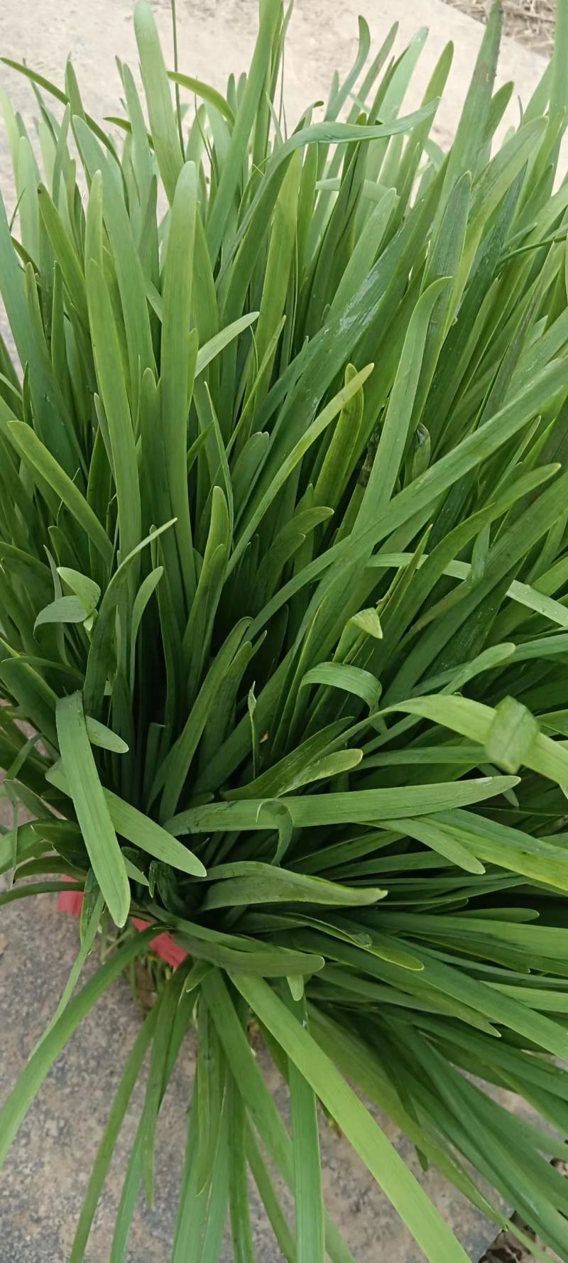 精品韭菜，大棚韭菜，露天韭菜大量供应，代发全国各地