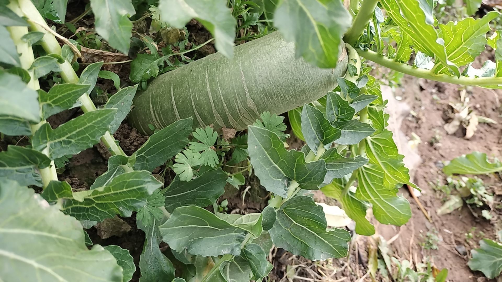萝卜种植环境展示