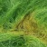 正宗鼠茅草种子多年生果园绿肥鼠茅草草种籽抑制杂草生长见土