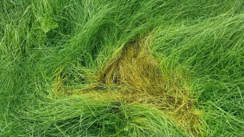 正宗鼠茅草种子多年生果园绿肥鼠茅草草种籽抑制杂草生长见土