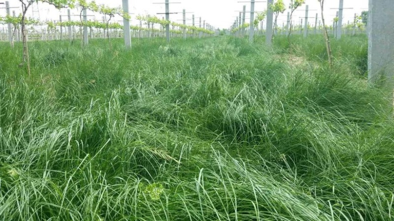 正宗鼠茅草种子多年生果园绿肥鼠茅草草种籽抑制杂草生长见土