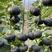 新西兰板栗南瓜种子籽进口引进大贝贝板栗粉糯香甜南瓜蔬菜