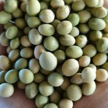 【精选】64毛豆种子大量供应全国自家一手货源品质保证