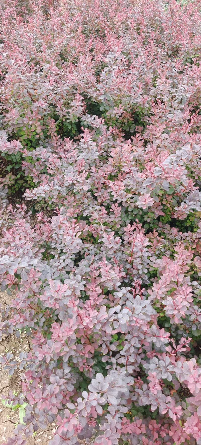 紫叶小檗苗50高度价格！紫叶小檗批发