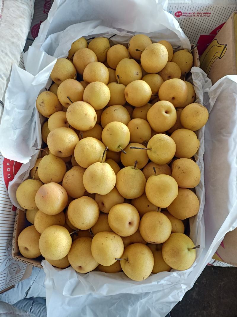 南果梨