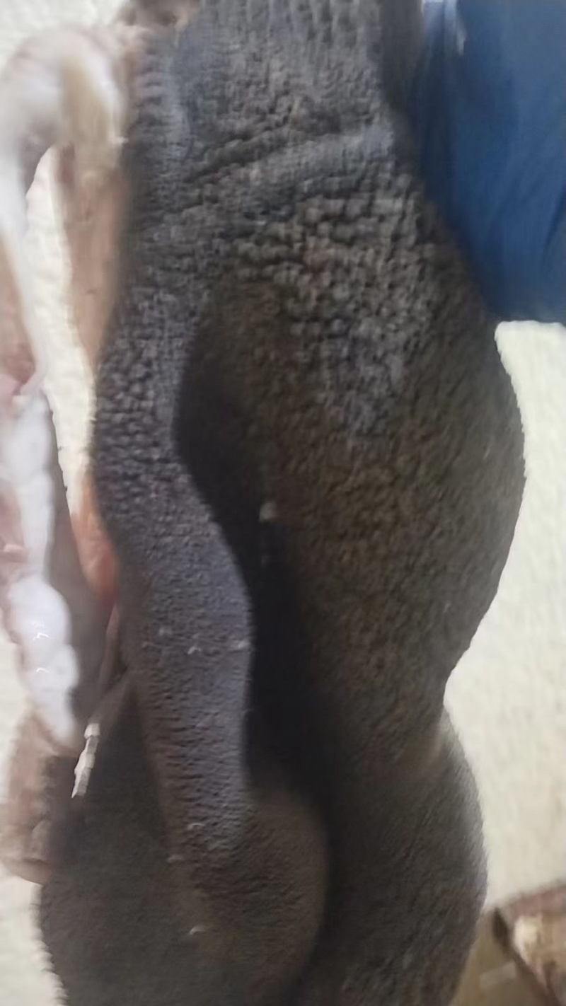羊杂
