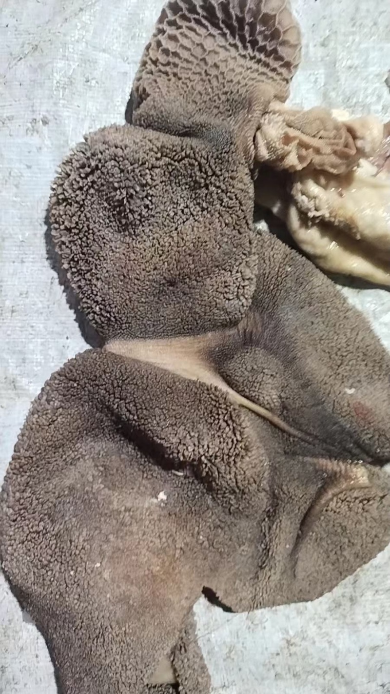 羊杂