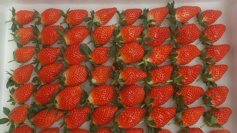 济南甜宝草莓好货大量供应