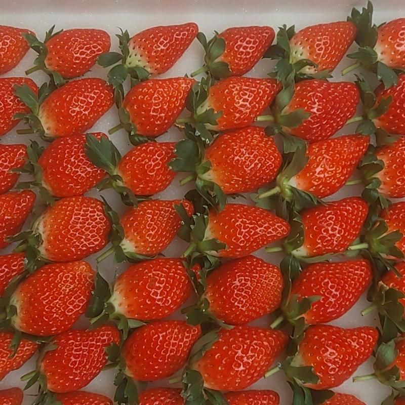 济南甜宝草莓好货大量供应