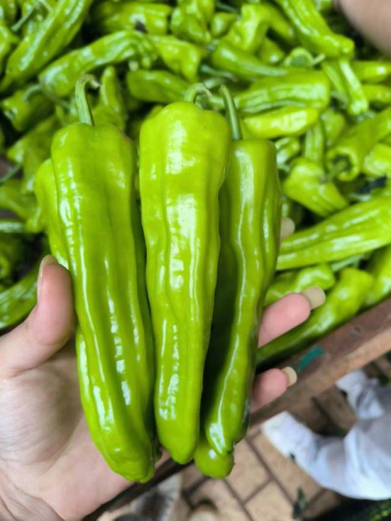 精品辣椒苏椒一手货源货源充足量大从优质量保证欢迎咨询