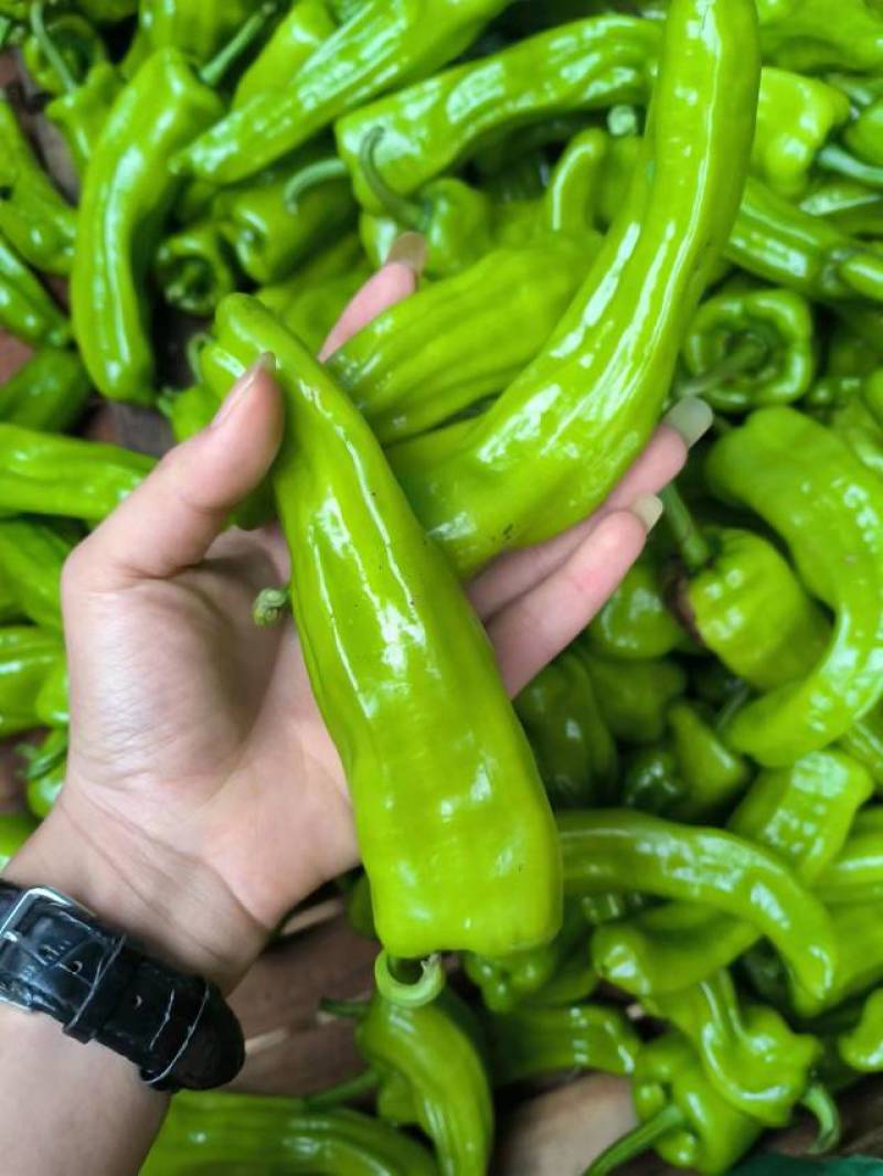 精品辣椒苏椒一手货源货源充足量大从优质量保证欢迎咨询