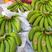 源头一手进口香蕉批发，我们拥有全球产地货源，品质有保障。