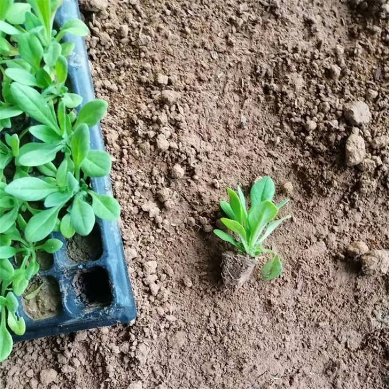 矮牵牛穴盘苗